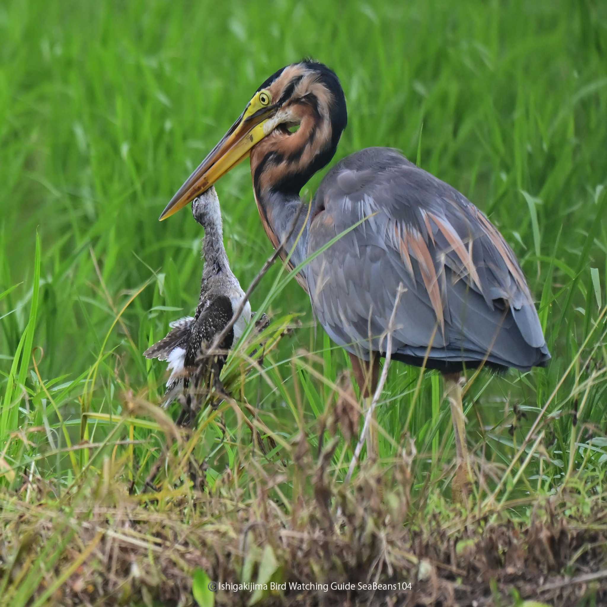 Photo of Purple Heron at Ishigaki Island by 石垣島バードウオッチングガイドSeaBeans