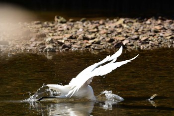 Medium Egret 沖縄県 名護市 Thu, 11/23/2023