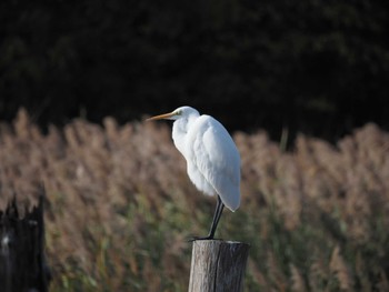 ダイサギ 葛西臨海公園 2023年11月23日(木)