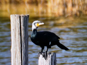 カワウ 葛西臨海公園 2023年11月23日(木)