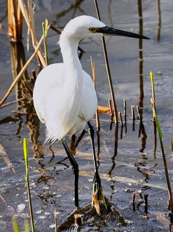 コサギ 葛西臨海公園 2023年11月23日(木)