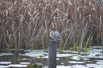 Eurasian Teal 美濃加茂市 Thu, 11/23/2023