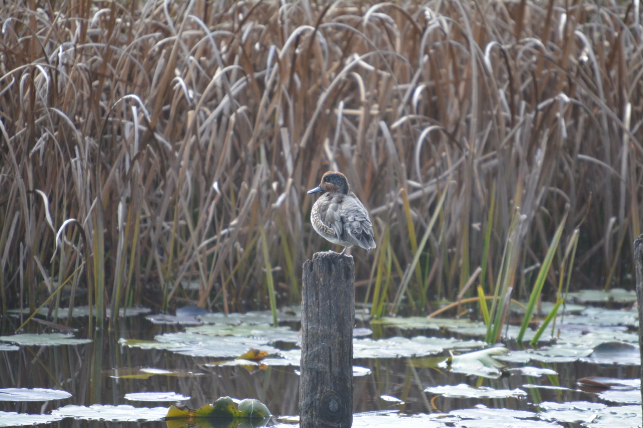 Photo of Eurasian Teal at 美濃加茂市 by noel2023