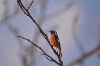 Daurian Redstart 美濃加茂市 Thu, 11/23/2023