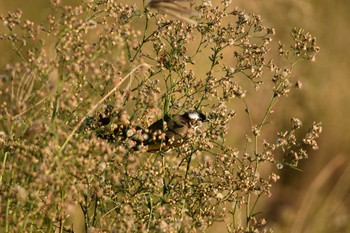 Light-vented Bulbul 金武町(沖縄県) Thu, 11/23/2023