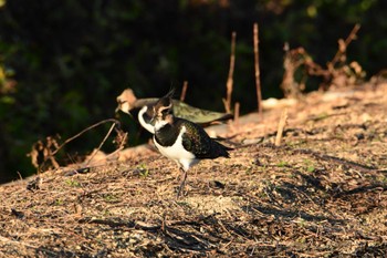 Northern Lapwing 金武町(沖縄県) Thu, 11/23/2023