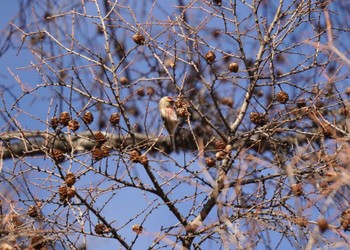 Thu, 11/23/2023 Birding report at 栃木県