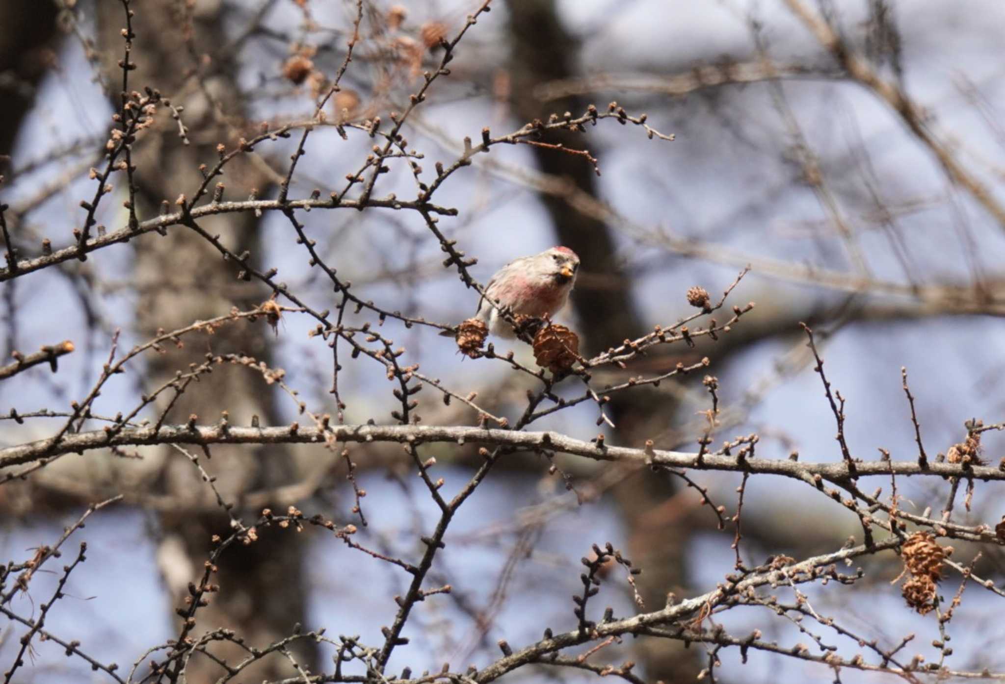 Photo of Common Redpoll at 栃木県 by Kたろー