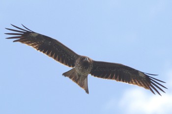 トビ 東京港野鳥公園 2023年11月23日(木)