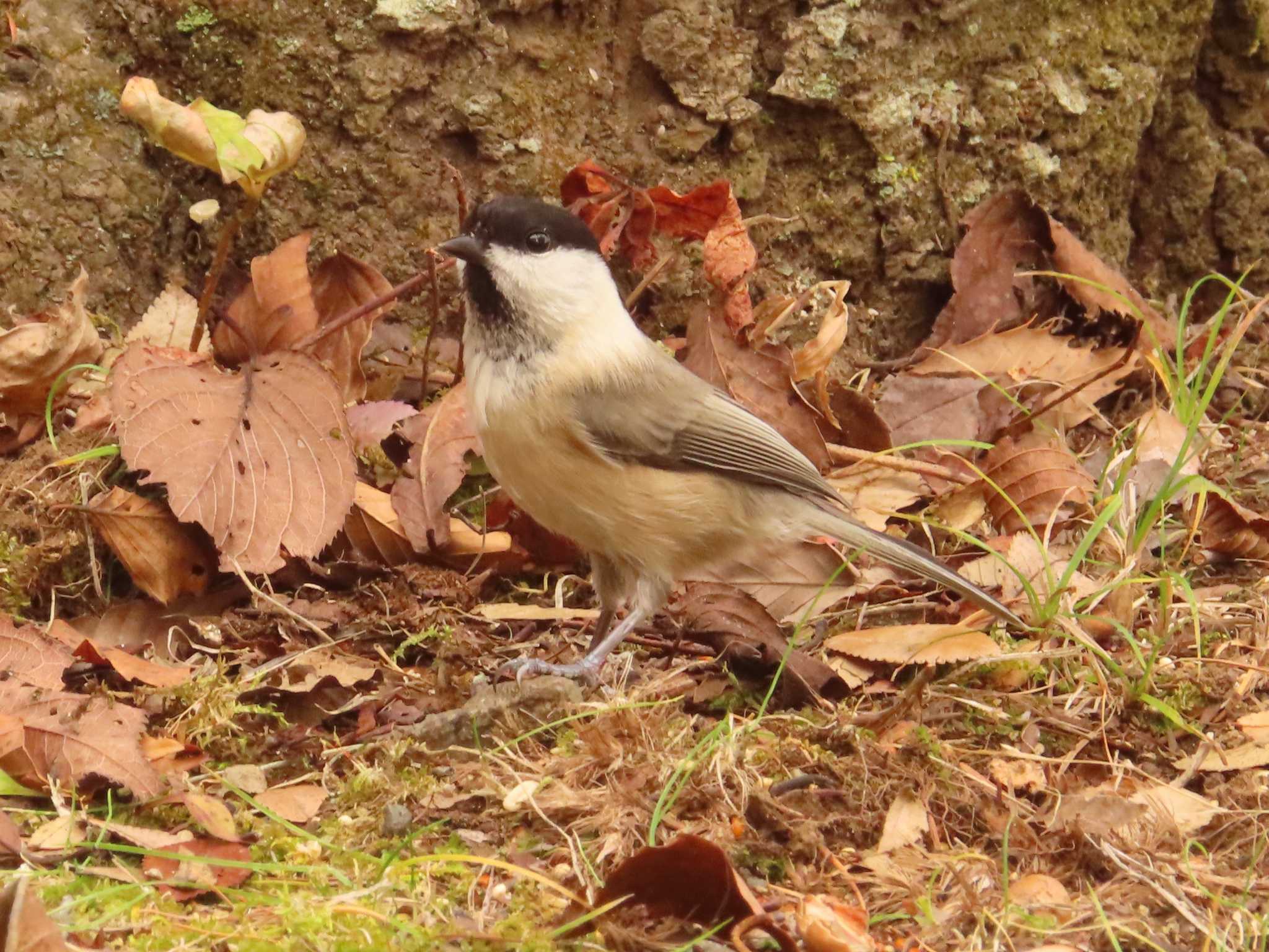 Willow Tit