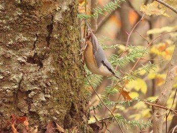 Thu, 11/23/2023 Birding report at Saitama Prefecture Forest Park