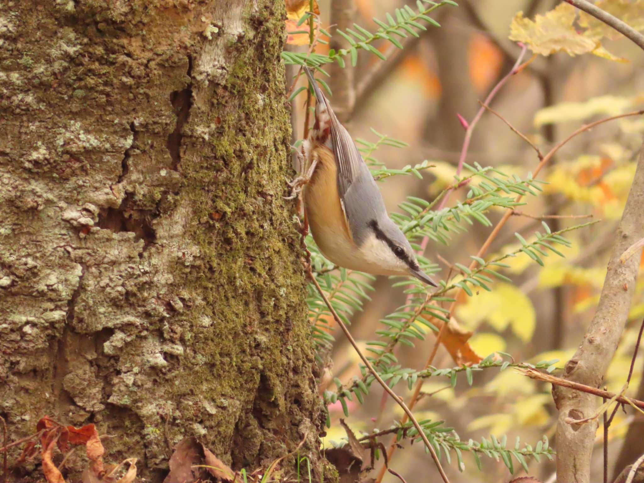 Eurasian Nuthatch