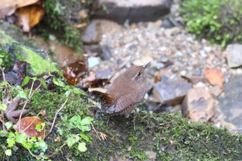 2023年11月23日(木) 早戸川林道の野鳥観察記録