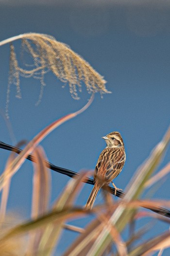 Meadow Bunting 山口県下松市 Thu, 11/23/2023