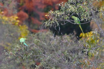 ワカケホンセイインコ 石神井公園 2023年11月23日(木)