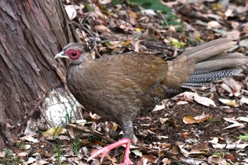 ハッカン 石神井公園 2023年11月23日(木)