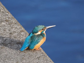 カワセミ 引地川親水公園 2023年11月18日(土)