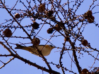 Brambling 創造の森(山梨県) Thu, 11/23/2023