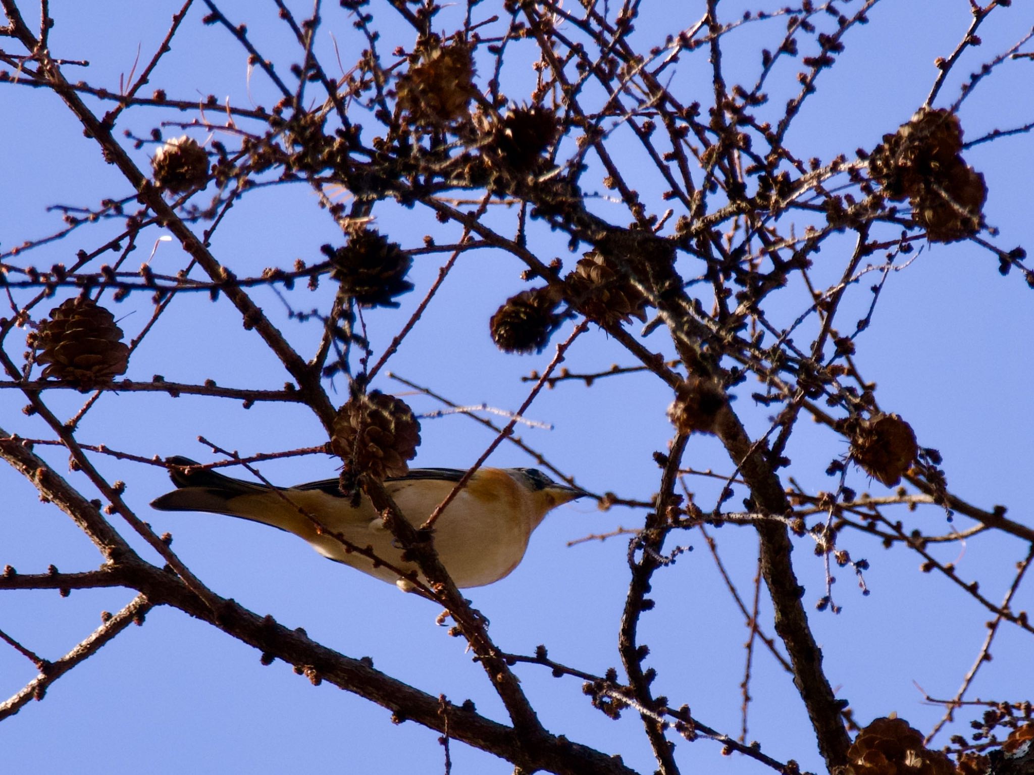 Brambling