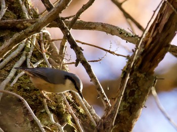 Eurasian Nuthatch 創造の森(山梨県) Thu, 11/23/2023