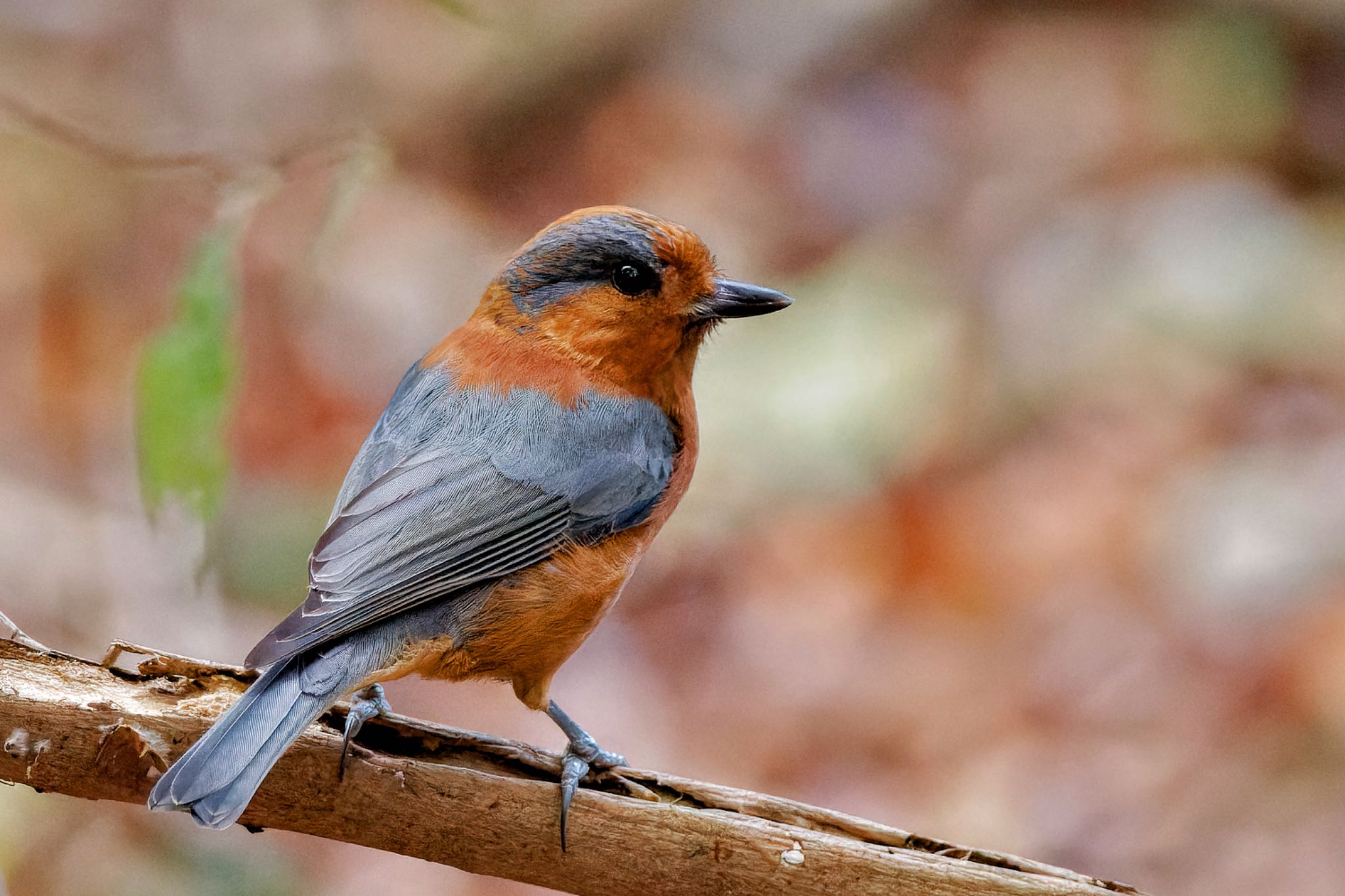 Varied Tit