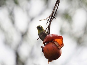 Warbling White-eye 再度山 Thu, 11/23/2023