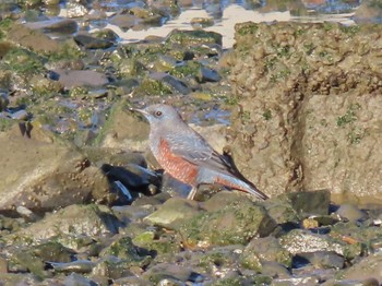 Blue Rock Thrush 志津川湾 Wed, 11/22/2023