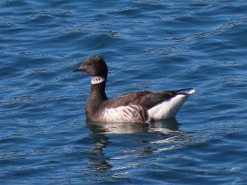 Brant Goose 志津川湾 Wed, 11/22/2023
