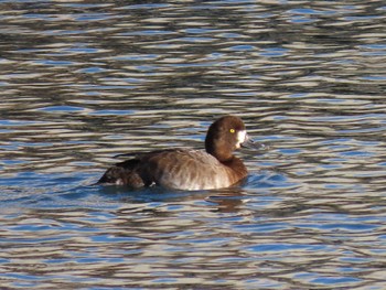 Greater Scaup 志津川湾 Wed, 11/22/2023