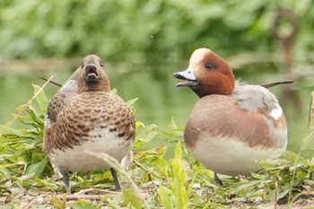 ヒドリガモ 平磯緑地公園 2023年11月23日(木)