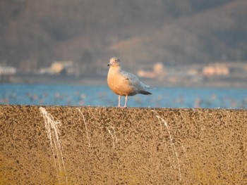 2023年11月21日(火) 霧多布港の野鳥観察記録