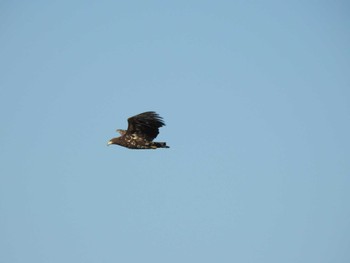 White-tailed Eagle 霧多布港 Tue, 11/21/2023