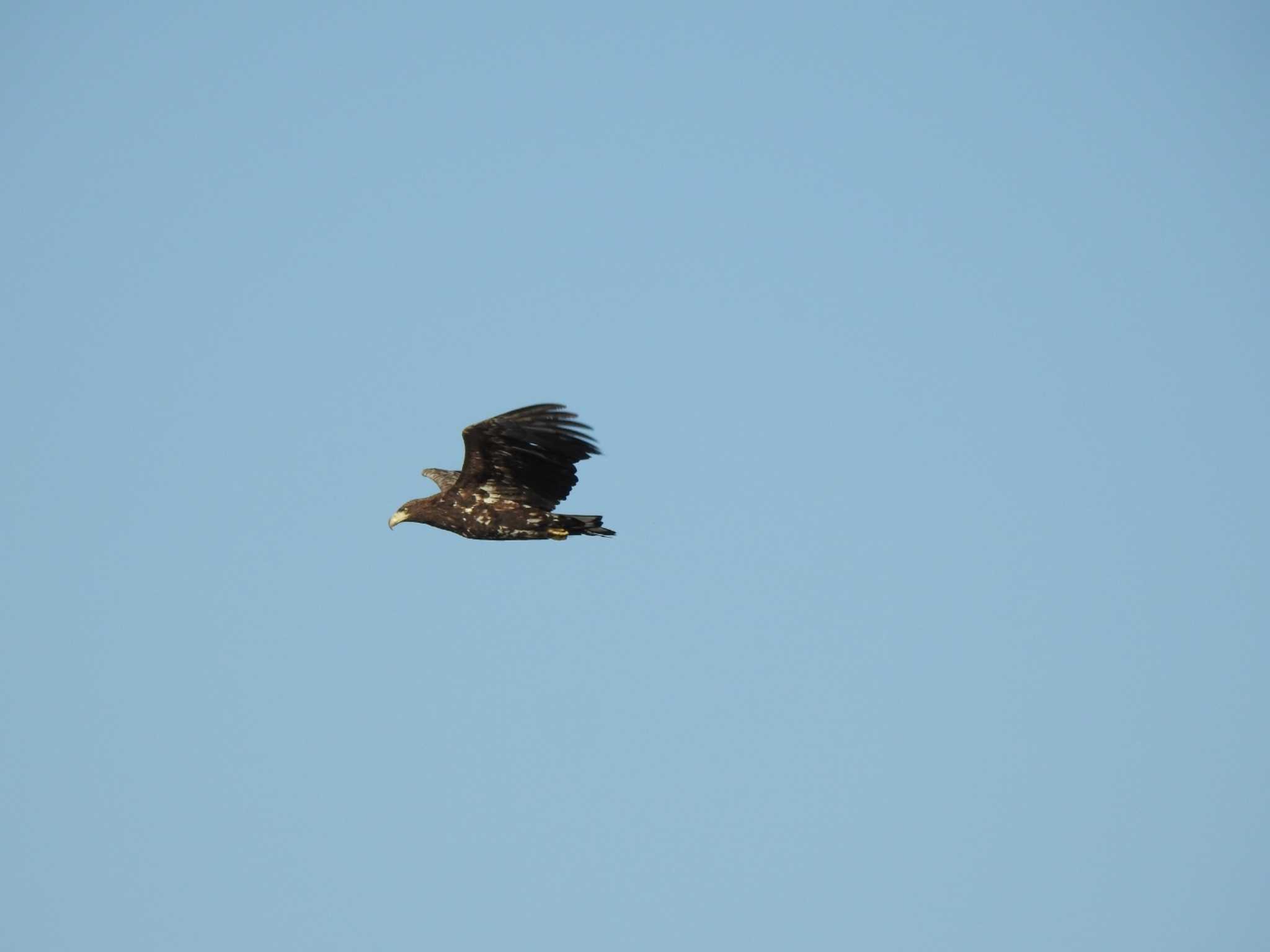 White-tailed Eagle