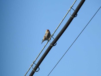 Common Redpoll 音更町 Mon, 11/20/2023