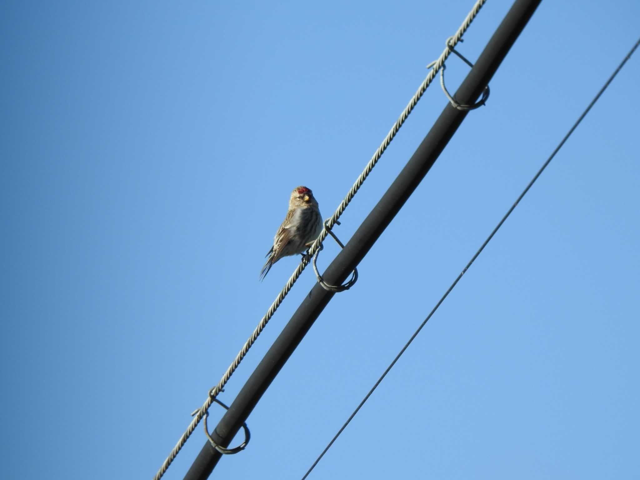 Common Redpoll