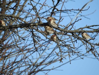 Common Redpoll 音更町 Mon, 11/20/2023