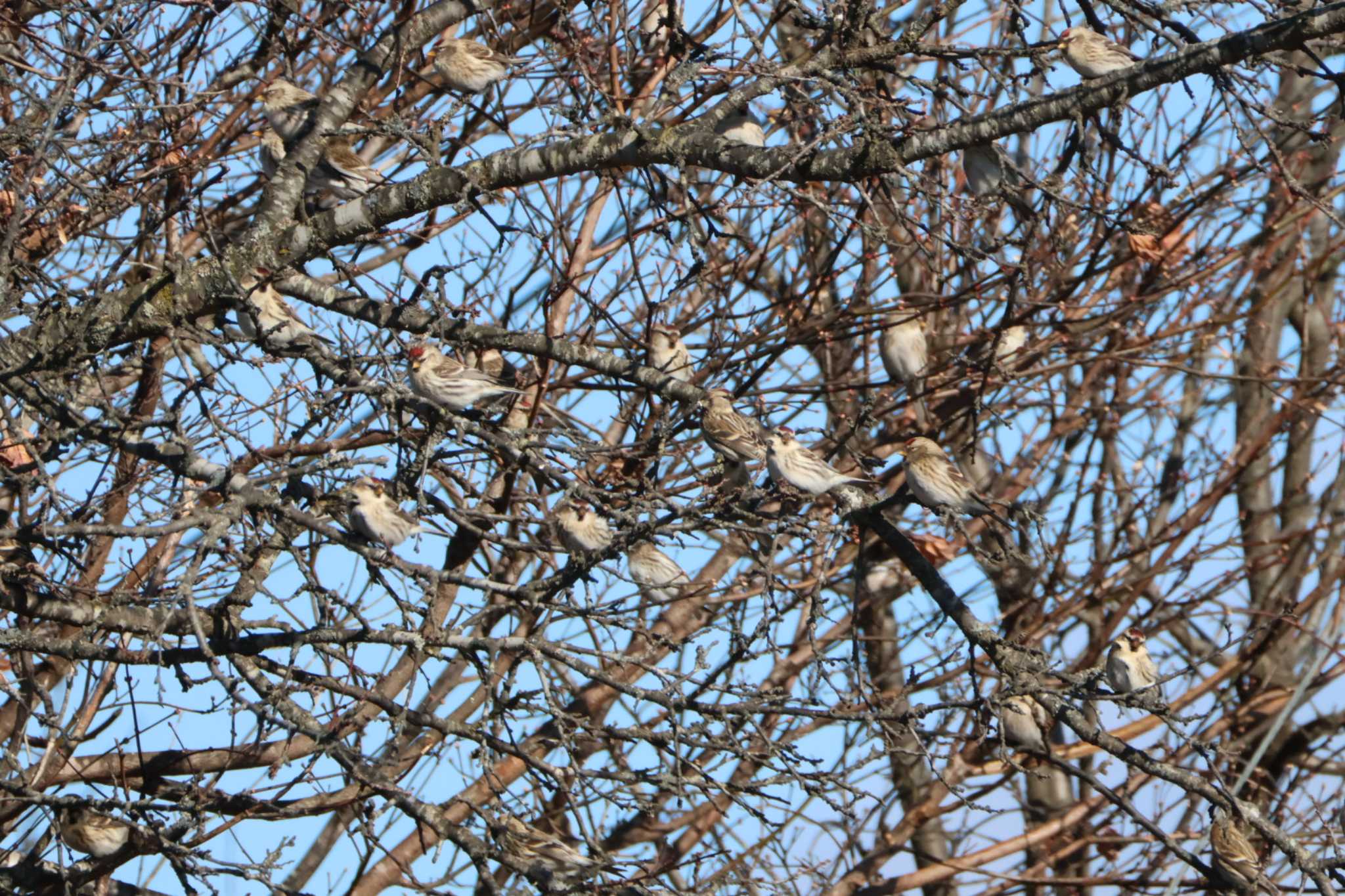 Common Redpoll