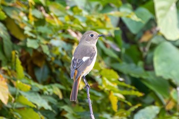 ジョウビタキ 守谷野鳥のみち 2023年11月5日(日)