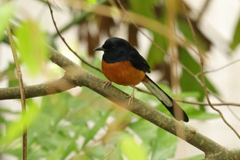 White-rumped Shama 台北植物園 Sat, 11/11/2023