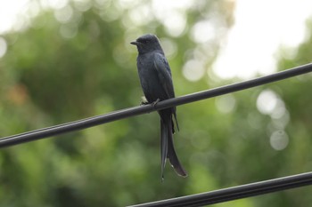 Black Drongo 台北植物園 Sun, 11/12/2023