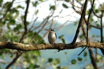 Collared Kingfisher Sungei Buloh Wetland Reserve Thu, 3/16/2023
