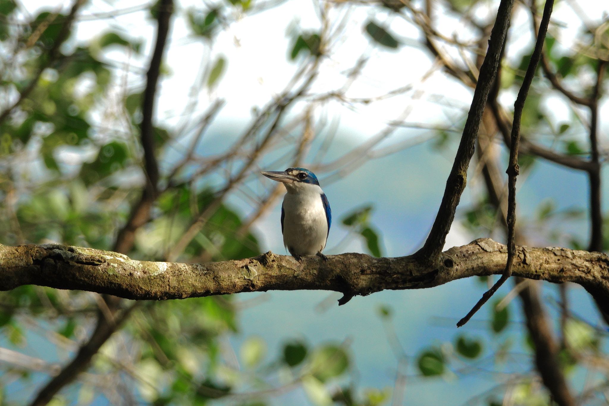 Photo of Collared Kingfisher at Sungei Buloh Wetland Reserve by のどか