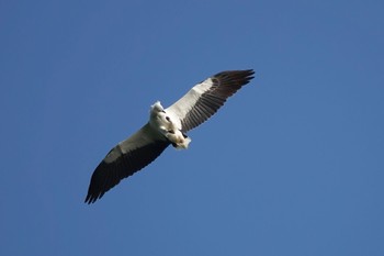 シロハラウミワシ Sungei Buloh Wetland Reserve 2023年3月16日(木)