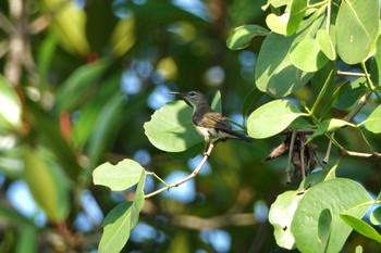 ノドアカタイヨウチョウ Sungei Buloh Wetland Reserve 2023年3月16日(木)