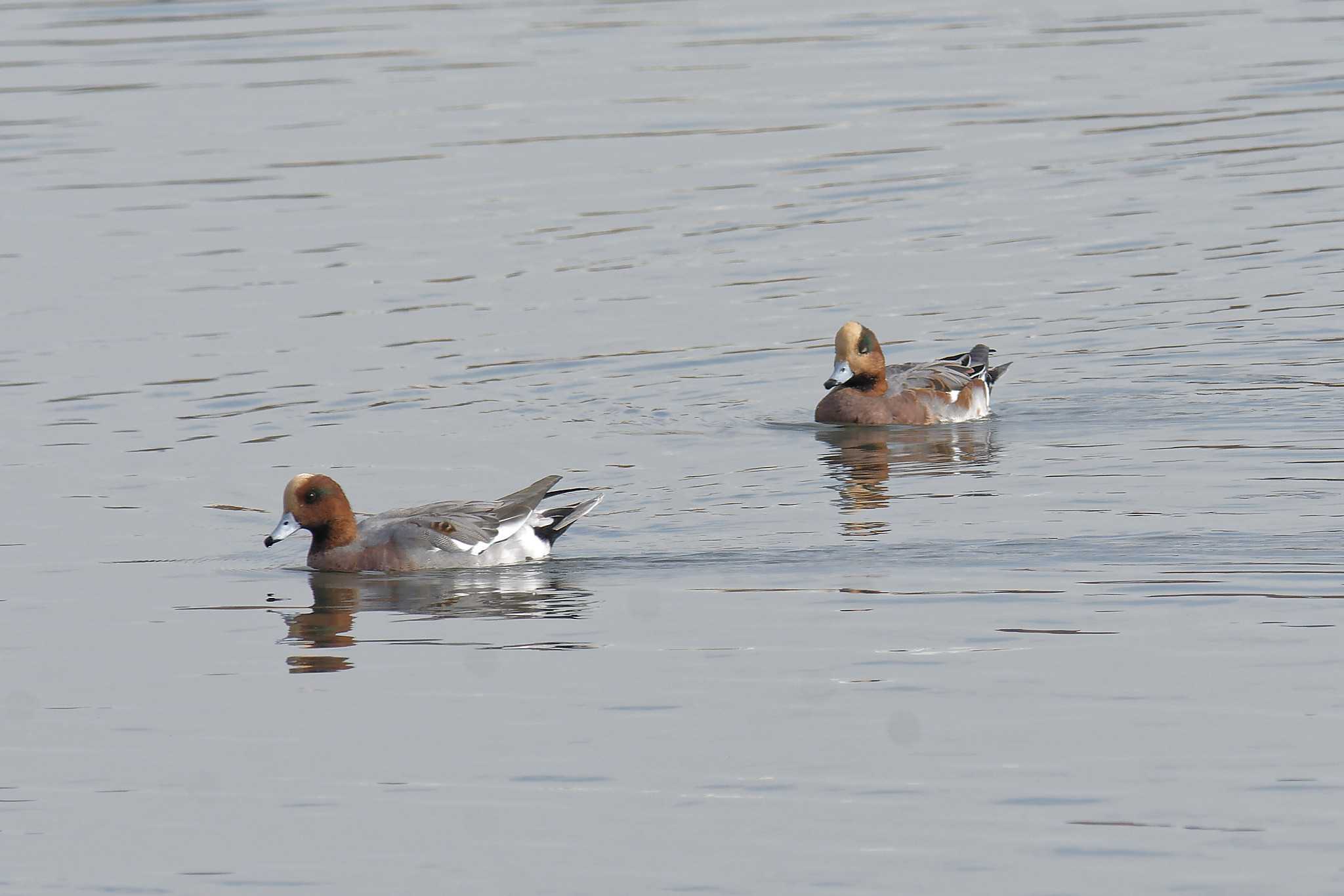 Eurasian Wigeon