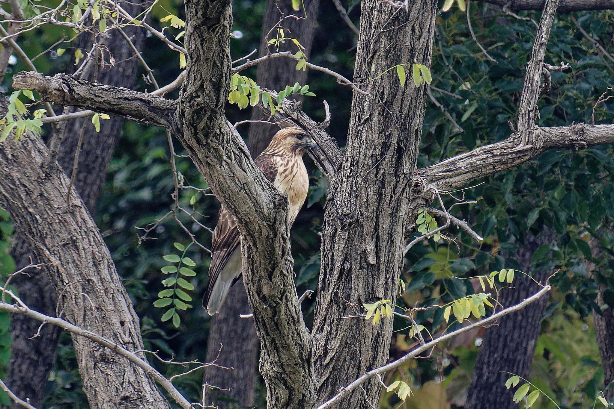 Eastern Buzzard