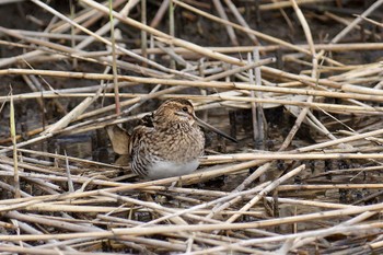 タシギ 東京港野鳥公園 2023年11月23日(木)