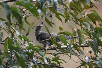 Oriental Cuckoo 井頭公園 Fri, 11/3/2023