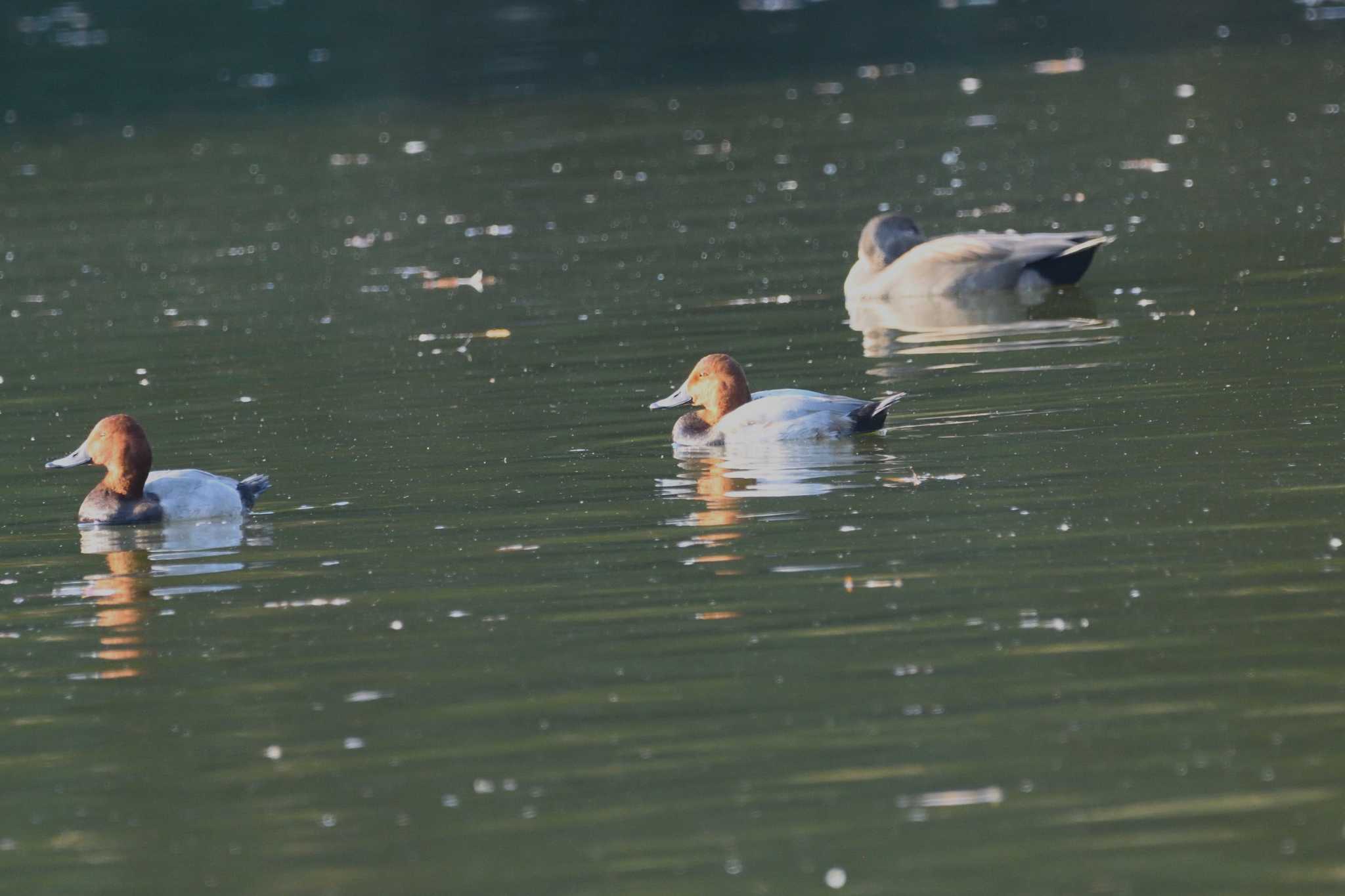 井頭公園 ホシハジロの写真 by すずめのお宿