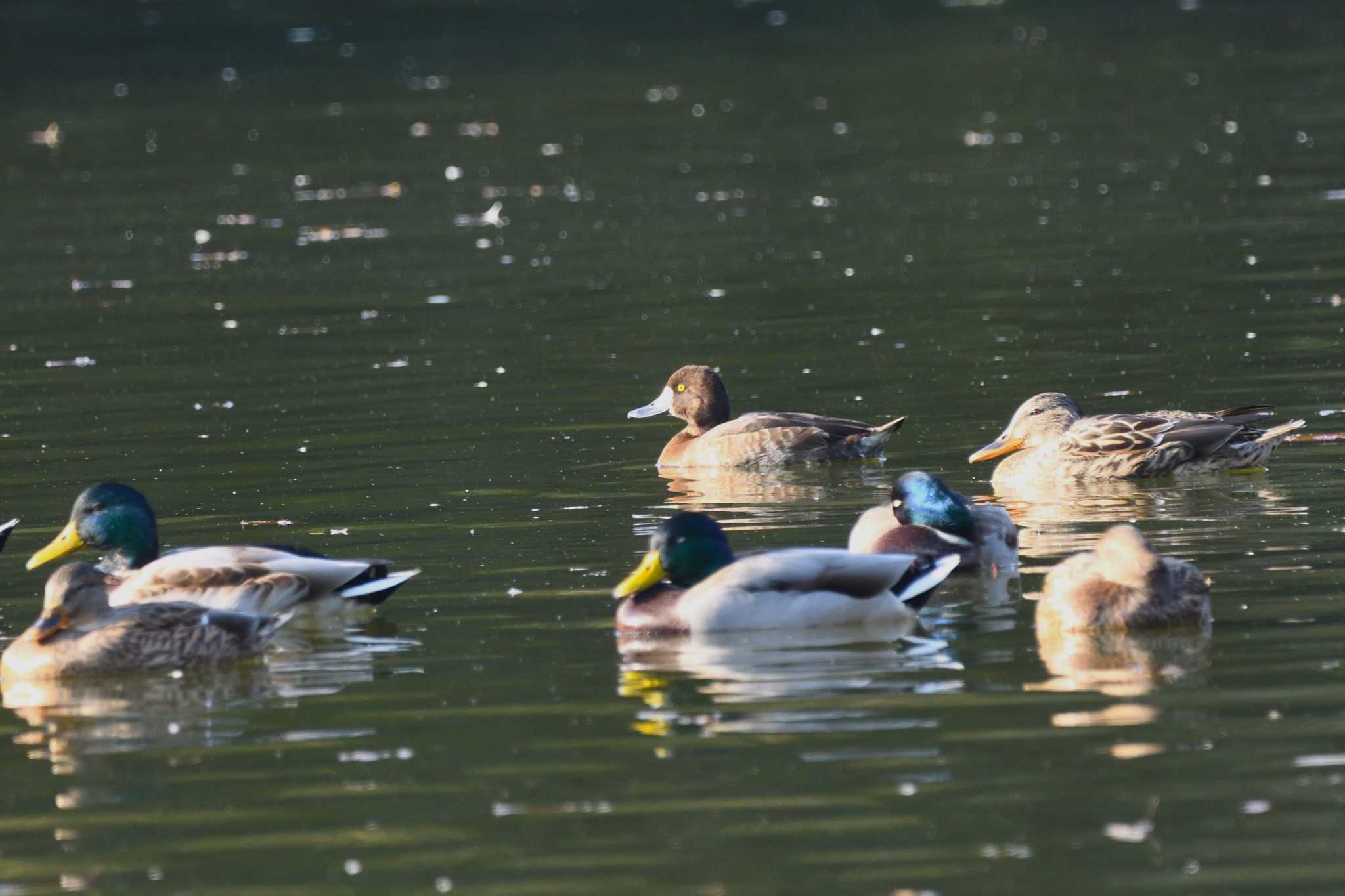 井頭公園 スズガモの写真 by すずめのお宿